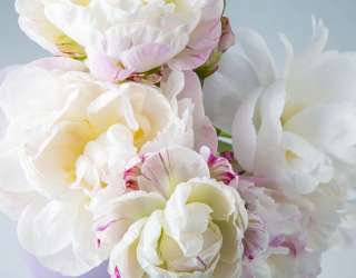 Фотошпалери півонії білі 32150