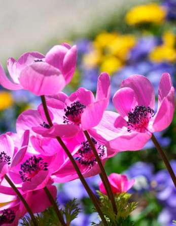 Фотошпалери Букет рожевих тонколистников Фотошпалери Букет рожевих тонколистников