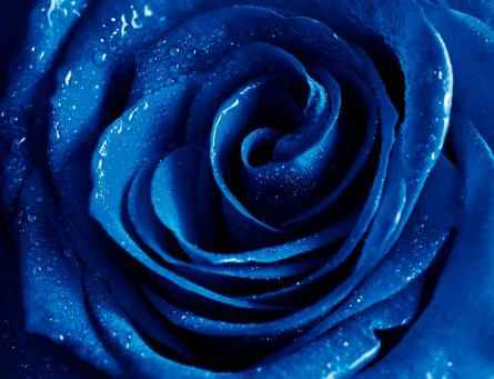 Фотообои Синяя роза