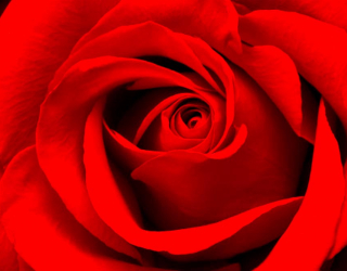 Фотообои Красная роза 11650