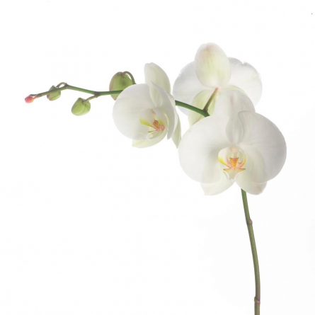 Фотообои Орхидея белоснежная распустилась