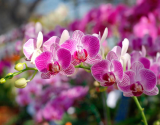 Фотообои Розовые орхидеи цветут 8412