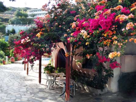 Фотошпалери квітковий дворик Фотошпалери квітковий дворик