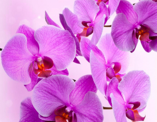 Фотообои Веточка сиреневых орхидей 10971