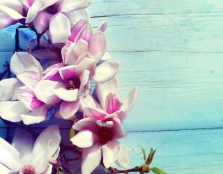 Фотошпалери квіти на блакитному дерев'яному тлі 21245