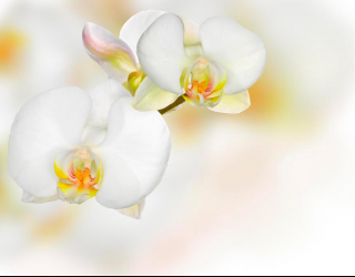 Фотообои Орхидеи белые с желтым 7855