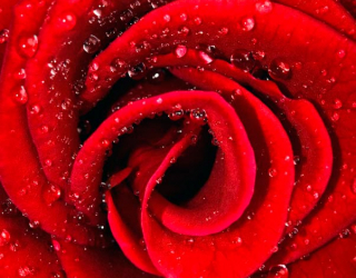 Фотошпалери Роза червона в росі 6871