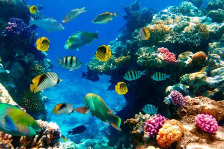 Фотошпалери Риб'ячий косяк Фотошпалери Риб'ячий косяк