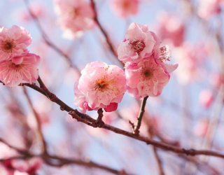 Фотообои Розовые вишневые соцветия 4079