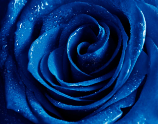 Фотообои Синяя роза 4900