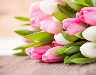 Фотошпалери білі і рожеві тюльпани 20866