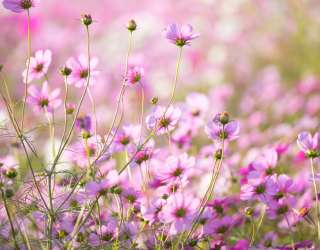 Фотошпалери маленькі рожеві квіточки 21166