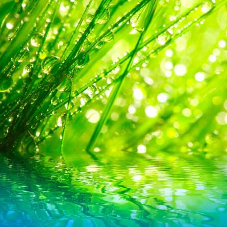 Фотошпалери Трава в росі Фотошпалери Трава в росі