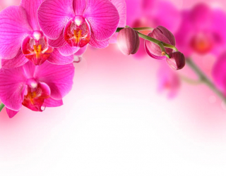 Фотообои Веточка орхидей розовых 11988
