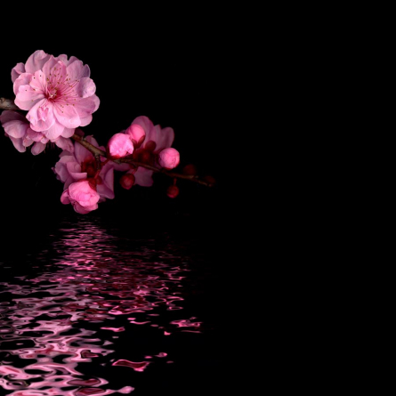 Фотообои Розовые цветы персика