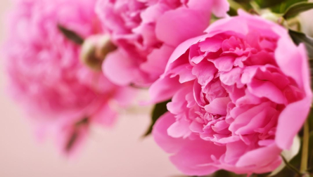 Фотошпалери рожевий піон Фотошпалери рожевий піон