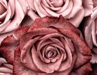 Фотошпалери троянди винного кольору 32428