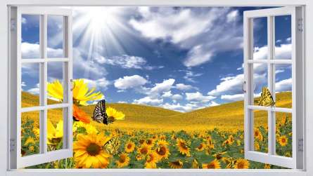Фотошпалери соняшники за вікном Фотошпалери соняшники за вікном