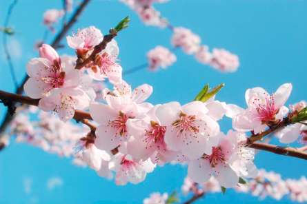 Фотошпалери Квіти персика Фотошпалери Квіти персика